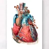 Codex Anatomicus Heart Anatomy^Geometrical heart anatomy III