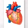 Codex Anatomicus Heart Anatomy^Geometrical heart anatomy II