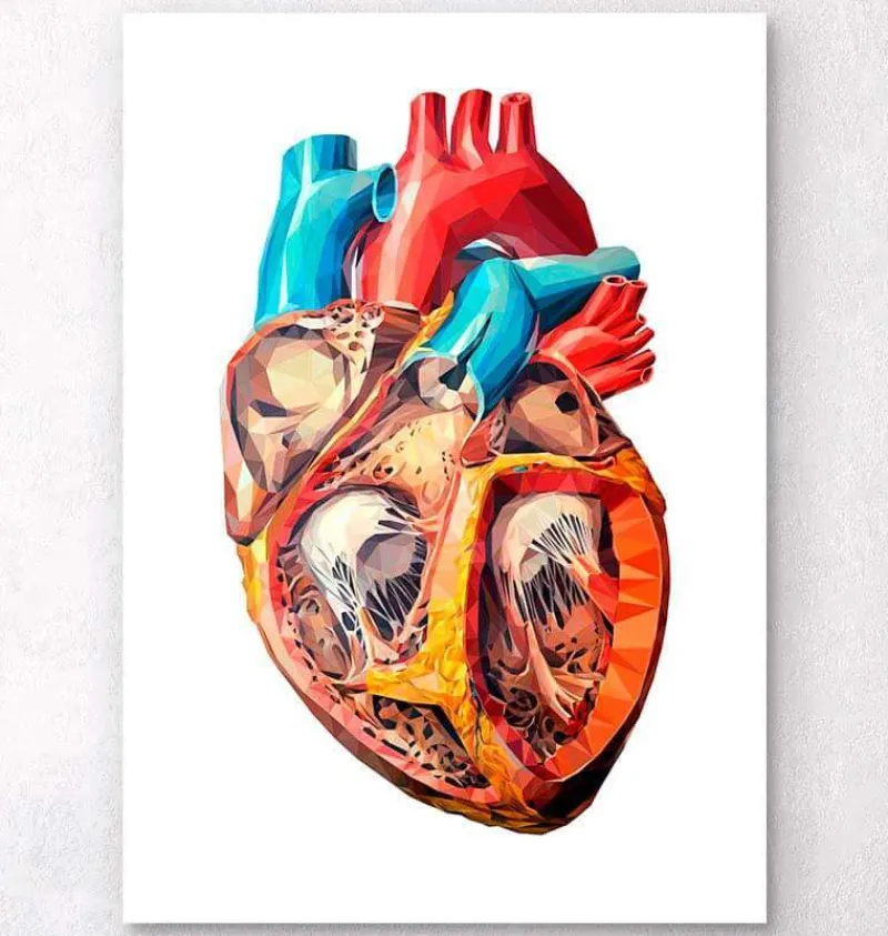 Codex Anatomicus Heart Anatomy^Geometrical heart anatomy