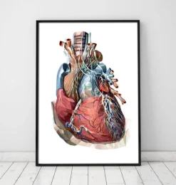 Codex Anatomicus Heart Anatomy^Geometrical heart anatomy III