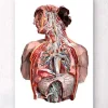 Codex Anatomicus Full Body Anatomy | Lungs Anatomy^Geometrical human anatomy