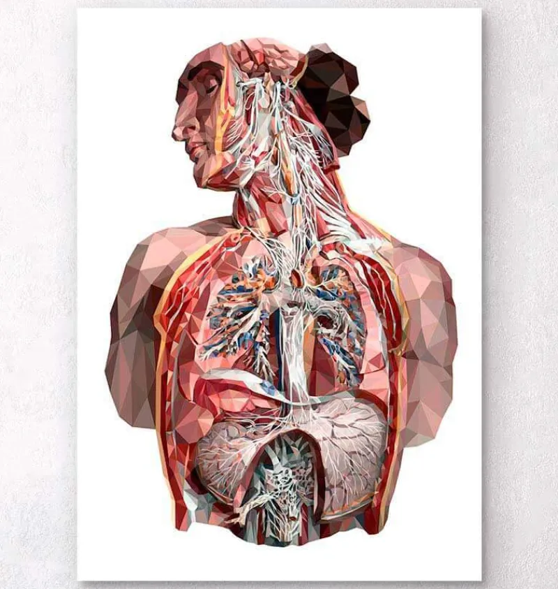 Codex Anatomicus Full Body Anatomy | Lungs Anatomy^Geometrical human anatomy