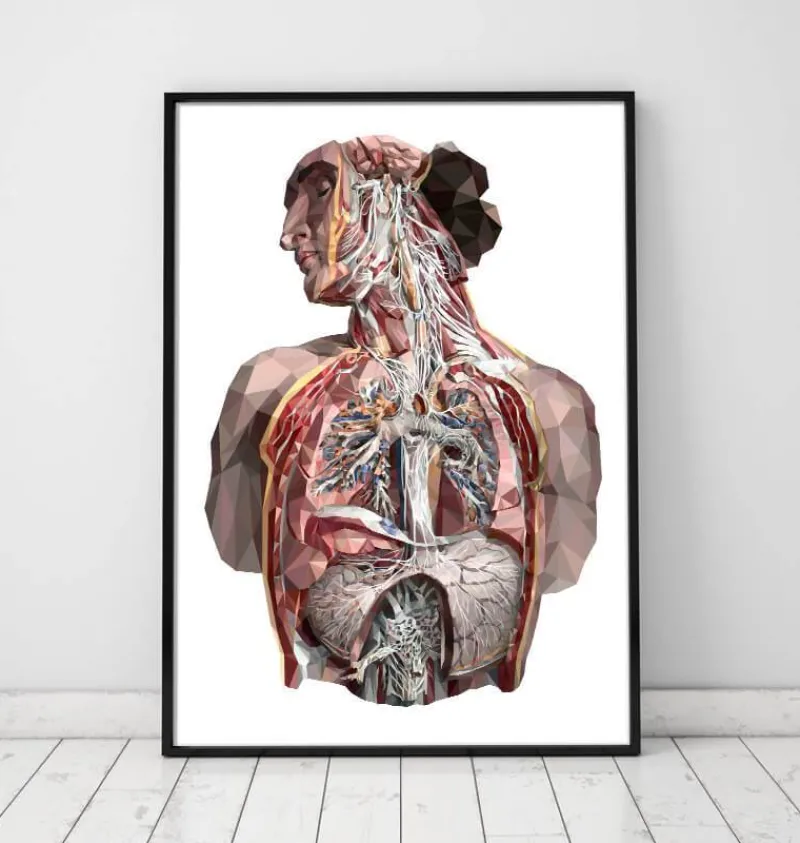 Codex Anatomicus Full Body Anatomy | Lungs Anatomy^Geometrical human anatomy