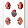 Codex Anatomicus Kidney & Liver^Geometrical kidney anatomy
