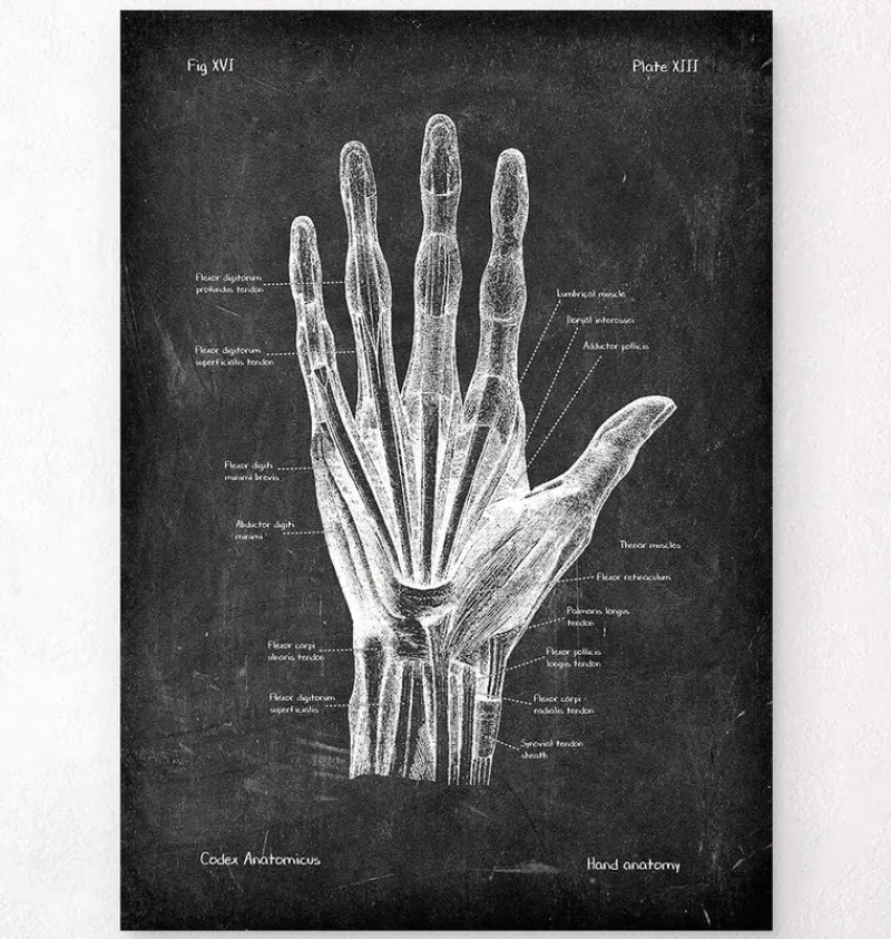 Codex Anatomicus Hands & Legs^Hand anatomy - Chalkboard