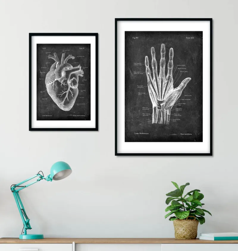 Codex Anatomicus Hands & Legs^Hand anatomy - Chalkboard