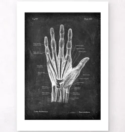 Codex Anatomicus Hands & Legs^Hand anatomy - Chalkboard