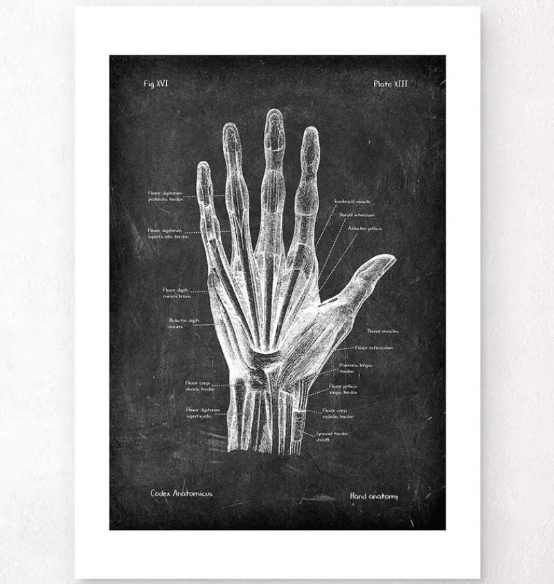 Codex Anatomicus Hands & Legs^Hand anatomy - Chalkboard