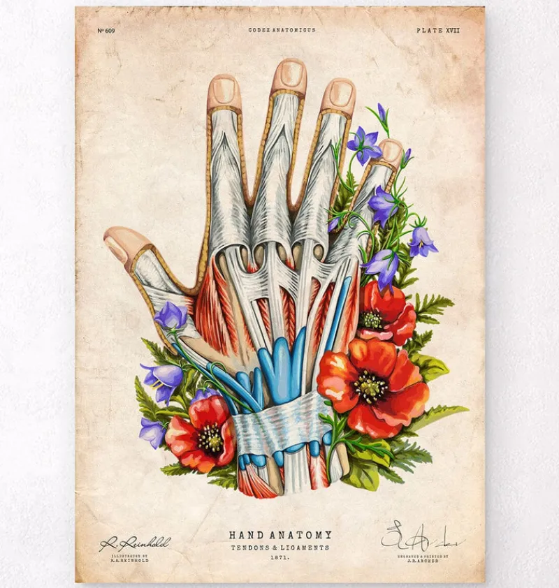 Codex Anatomicus Hands & Legs^Hand anatomy - Floral - Vintage