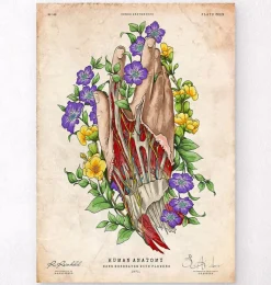 Codex Anatomicus Hands & Legs^Hand anatomy - Floral - Vintage