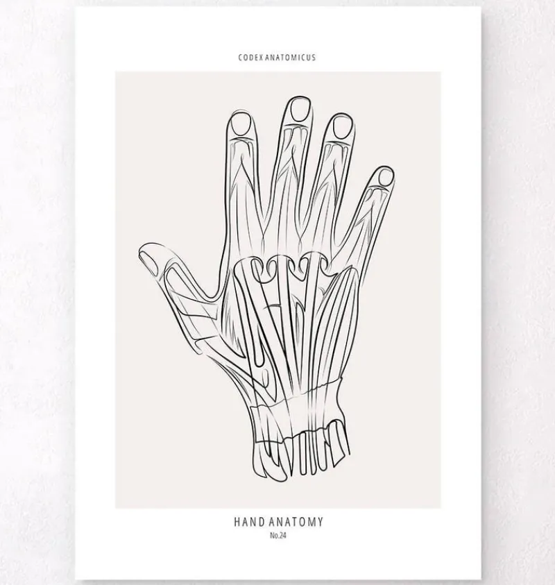 Codex Anatomicus Hands & Legs^Hand anatomy - Line Art