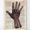 Codex Anatomicus Hands & Legs^Hand anatomy - Old dictionary page