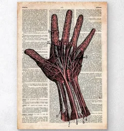 Codex Anatomicus Hands & Legs^Hand anatomy - Old dictionary page