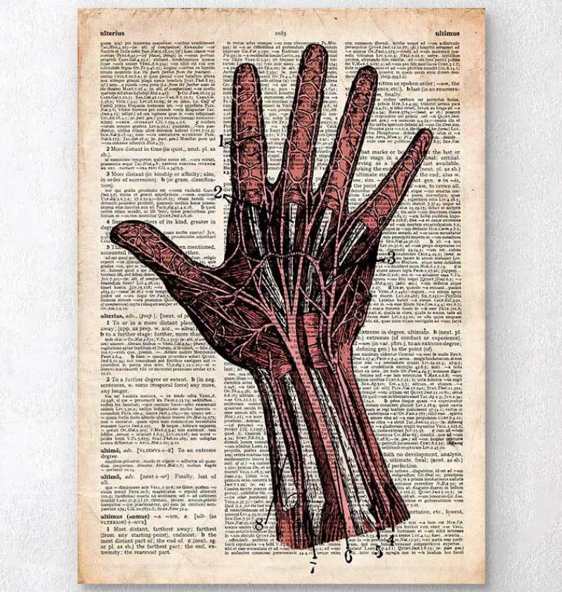 Codex Anatomicus Hands & Legs^Hand anatomy - Old dictionary page