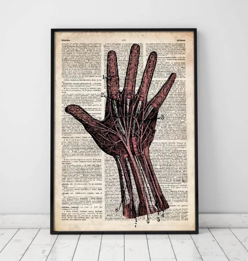 Codex Anatomicus Hands & Legs^Hand anatomy - Old dictionary page
