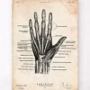Codex Anatomicus Hands & Legs^Hand anatomy print II