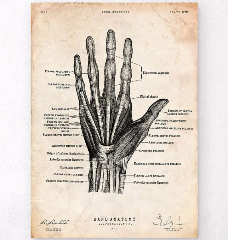 Codex Anatomicus Hands & Legs^Hand anatomy print II