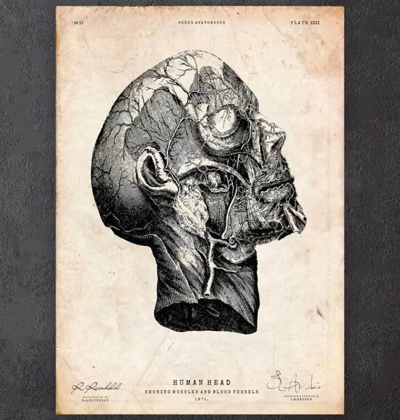 Codex Anatomicus Head & Face^Head anatomy print