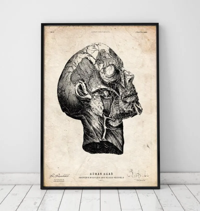 Codex Anatomicus Head & Face^Head anatomy print