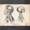 Codex Anatomicus Head & Face^Head anatomy print IV