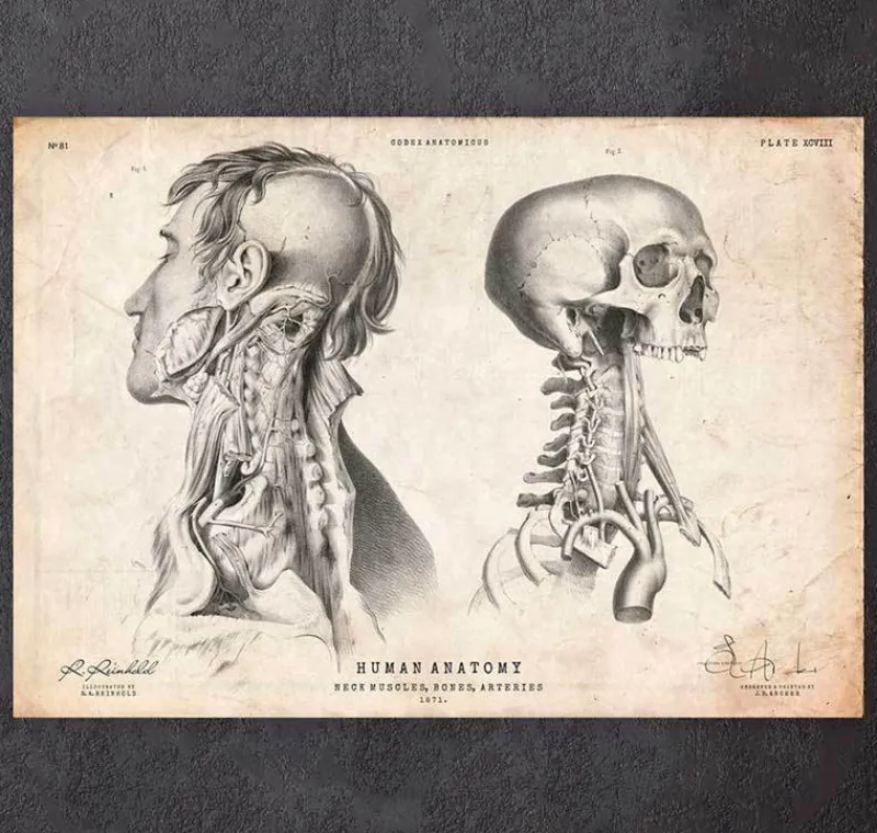 Codex Anatomicus Head & Face^Head anatomy print IV