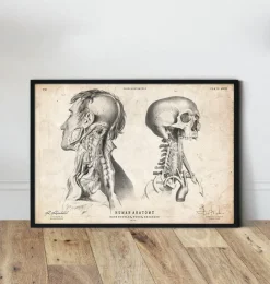 Codex Anatomicus Head & Face^Head anatomy print IV