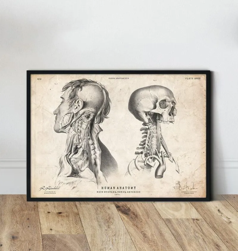 Codex Anatomicus Head & Face^Head anatomy print IV