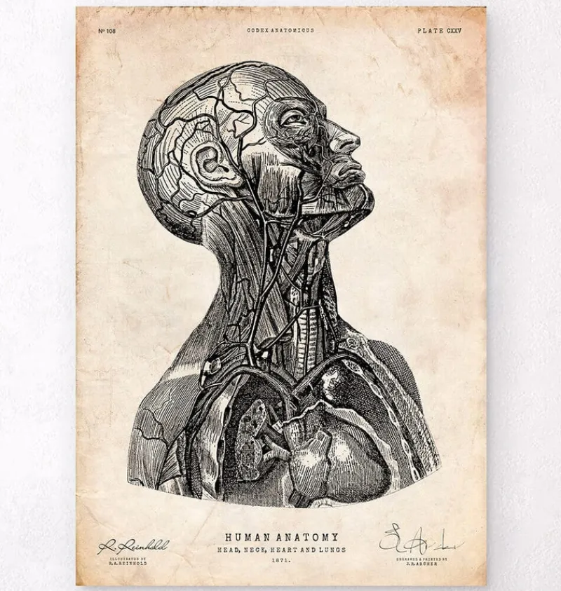 Codex Anatomicus Head & Face^Head anatomy print VI