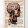 Codex Anatomicus Head & Face | Brain Anatomy^Head and brain anatomy - Old dictionary page