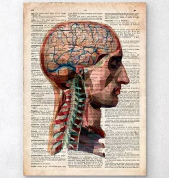 Codex Anatomicus Head & Face | Brain Anatomy^Head and brain anatomy - Old dictionary page