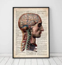 Codex Anatomicus Head & Face | Brain Anatomy^Head and brain anatomy - Old dictionary page