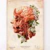 Codex Anatomicus Head & Face | Brain Anatomy^Head, Brain and Arteries anatomy - Floral - Vintage