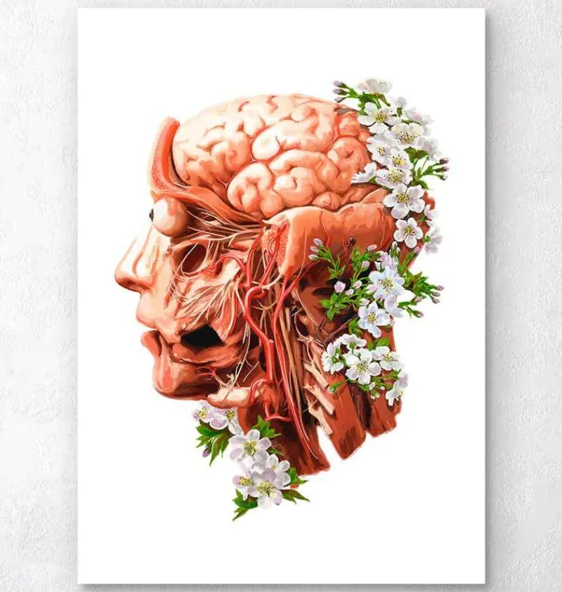 Codex Anatomicus Head & Face | Brain Anatomy^Head, Brain and Arteries anatomy - Floral - White