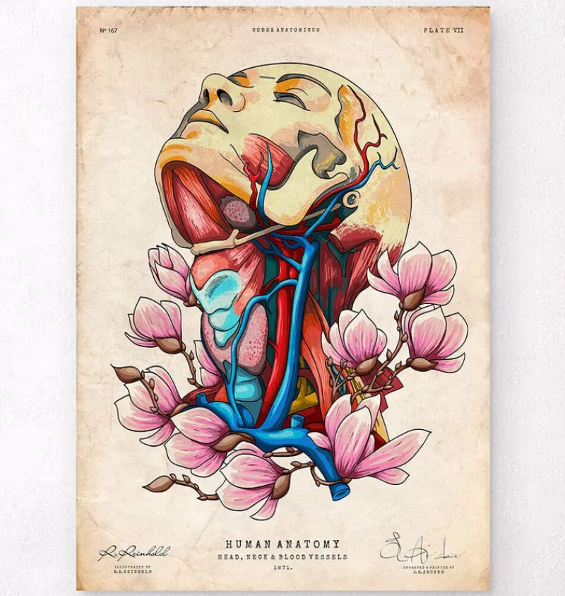 Codex Anatomicus Head & Face^Head, neck and arteries - Floral - Vintage