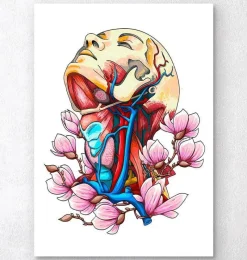 Codex Anatomicus Head & Face^Head, neck and arteries - Floral anatomy