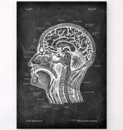 Codex Anatomicus Brain Anatomy^Head section anatomy - Chalkboard