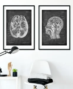 Codex Anatomicus Brain Anatomy^Head section anatomy - Chalkboard