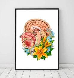 Codex Anatomicus Head & Face^Head section anatomy - Floral - White