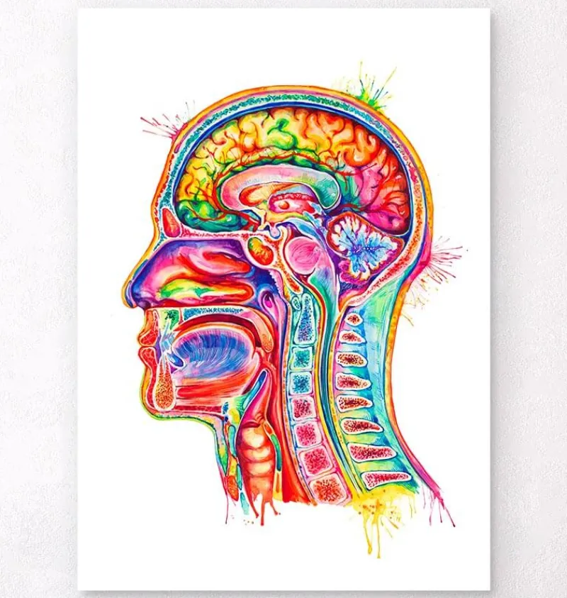 Codex Anatomicus Head & Face^Head section anatomy art - Watercolor splash