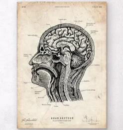 Codex Anatomicus Head & Face | Brain Anatomy^Head section anatomy I