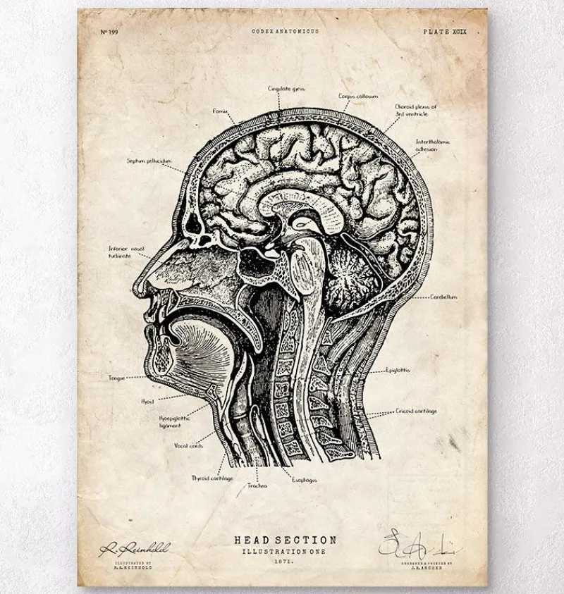 Codex Anatomicus Head & Face | Brain Anatomy^Head section anatomy I