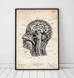 Codex Anatomicus Head & Face | Brain Anatomy^Head section anatomy I