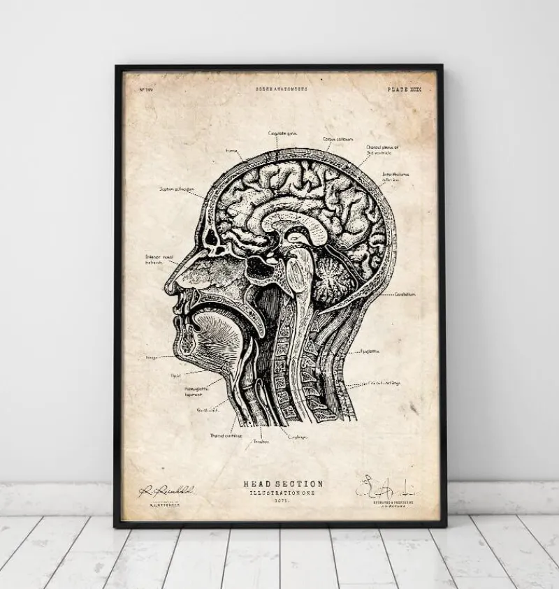 Codex Anatomicus Head & Face | Brain Anatomy^Head section anatomy I