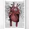 Codex Anatomicus Heart Anatomy^Heart anatomy - Dictionary page