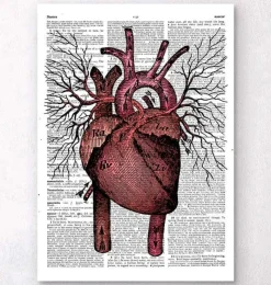 Codex Anatomicus Heart Anatomy^Heart anatomy - Dictionary page