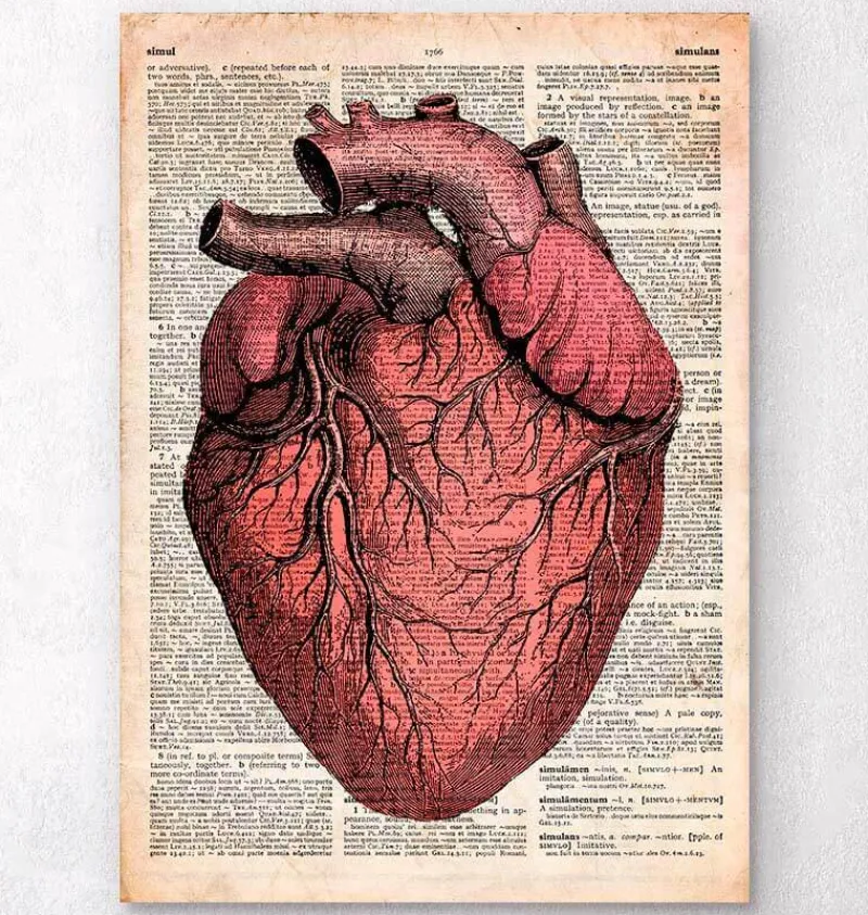 Codex Anatomicus Heart Anatomy^Heart anatomy - Old dictionary page