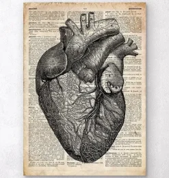 Codex Anatomicus Heart Anatomy^Heart anatomy - Old dictionary page