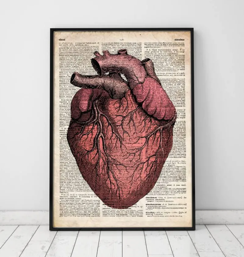 Codex Anatomicus Heart Anatomy^Heart anatomy - Old dictionary page