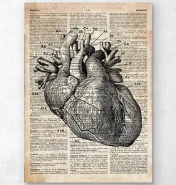 Codex Anatomicus Heart Anatomy^Heart anatomy art I - Old dictionary page