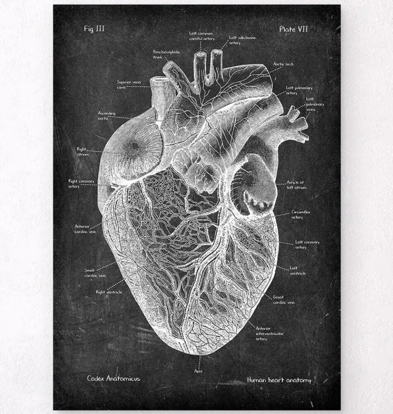 Codex Anatomicus Heart Anatomy^Heart anatomy I - Chalkboard